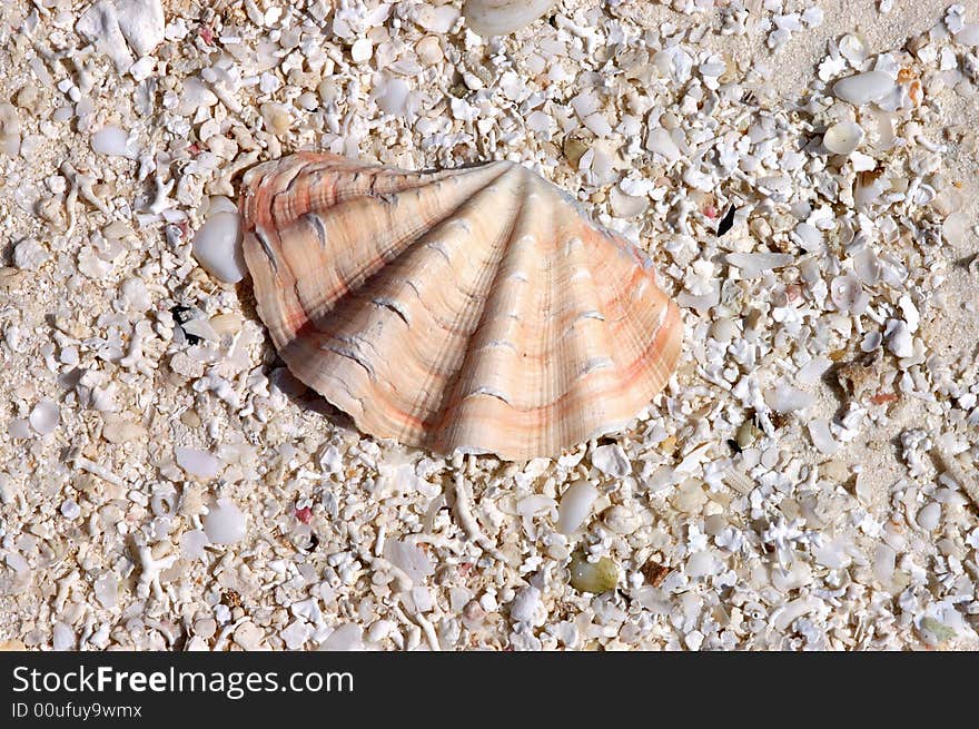 Seashell on the beach