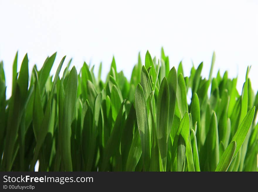 Makro of the green grass