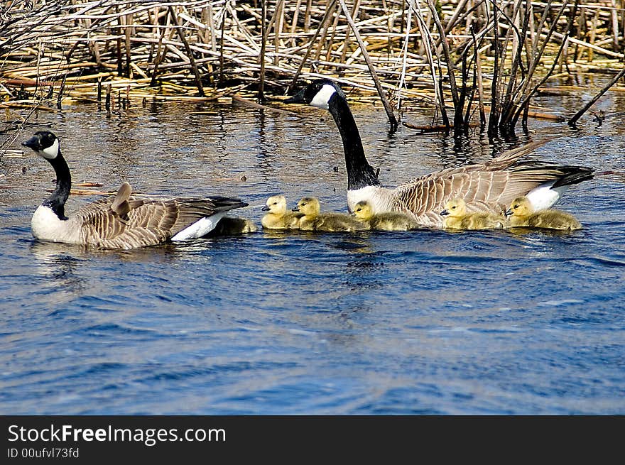 Large bird with brownish body, with a black head and a long black neck,and a small white cheek patch.this family have there new born out for a swim. Large bird with brownish body, with a black head and a long black neck,and a small white cheek patch.this family have there new born out for a swim.