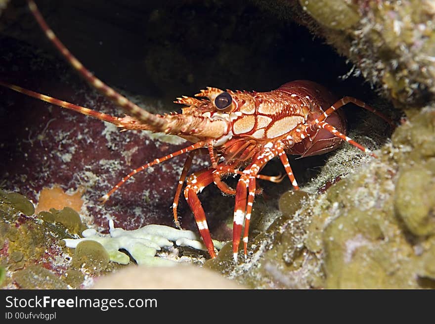 Red Banded Lobster