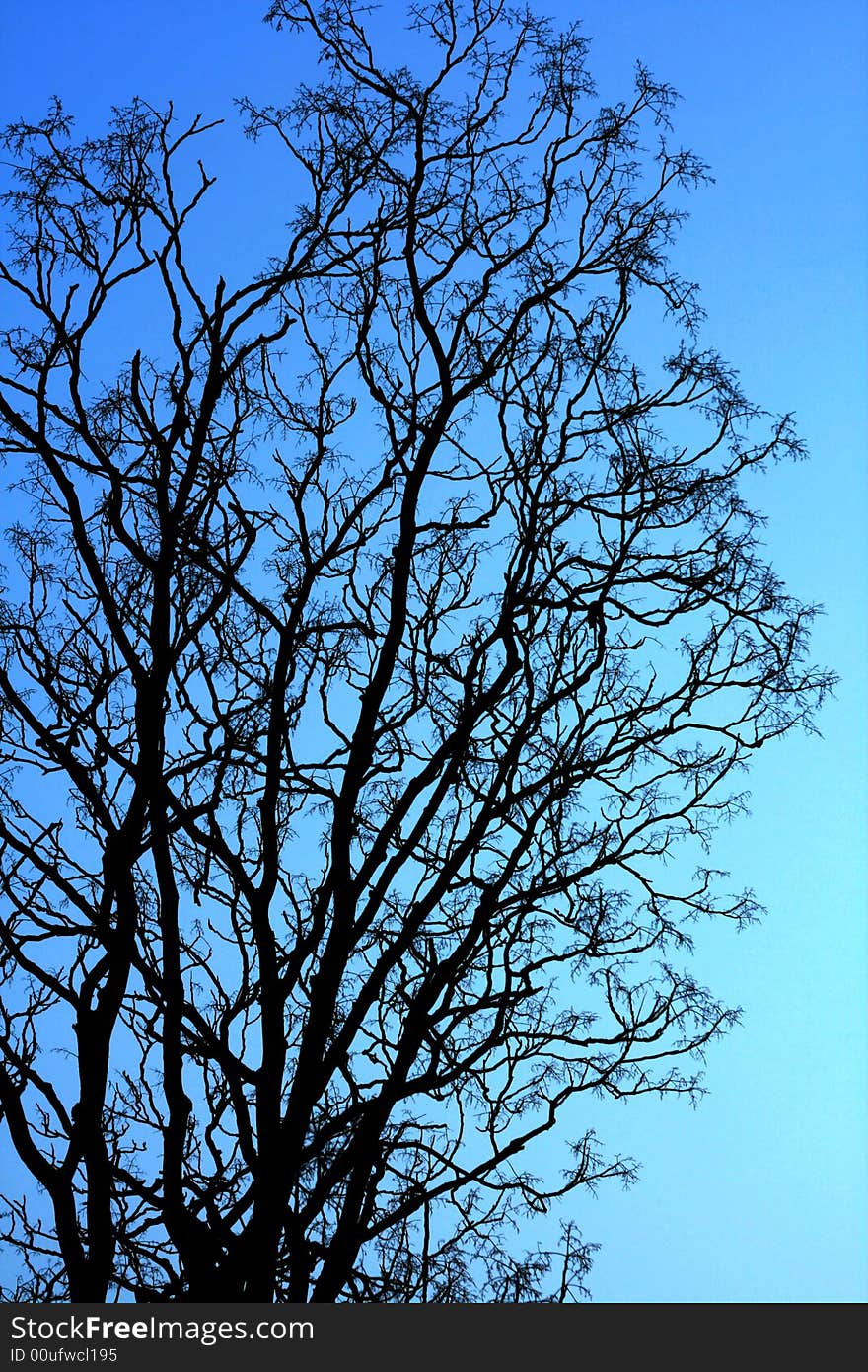 TREE BRANCHES