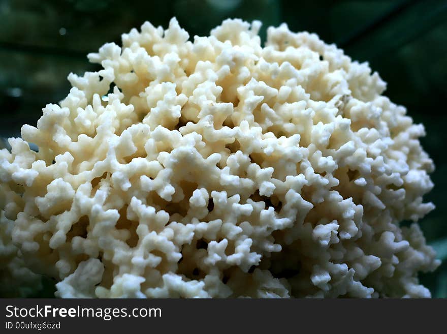 White STAGHORN  Coral, shot in the qingdao,China. White STAGHORN  Coral, shot in the qingdao,China