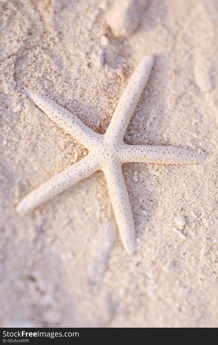 A Starfish on the beach