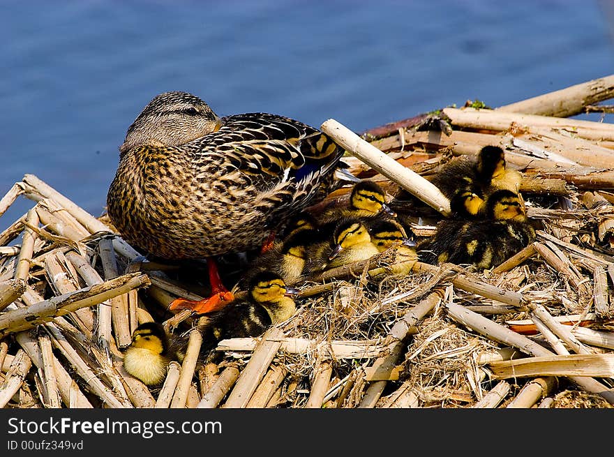 The male mallard has a green head,white neck ring,chestnut breast and grayish body. The male mallard has a green head,white neck ring,chestnut breast and grayish body.