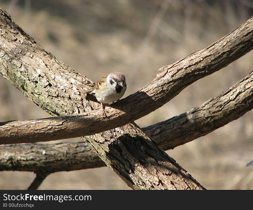 Grey sparrow