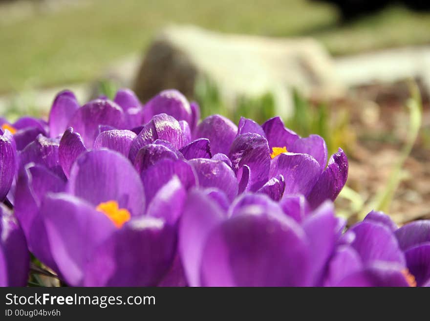 Crocuses