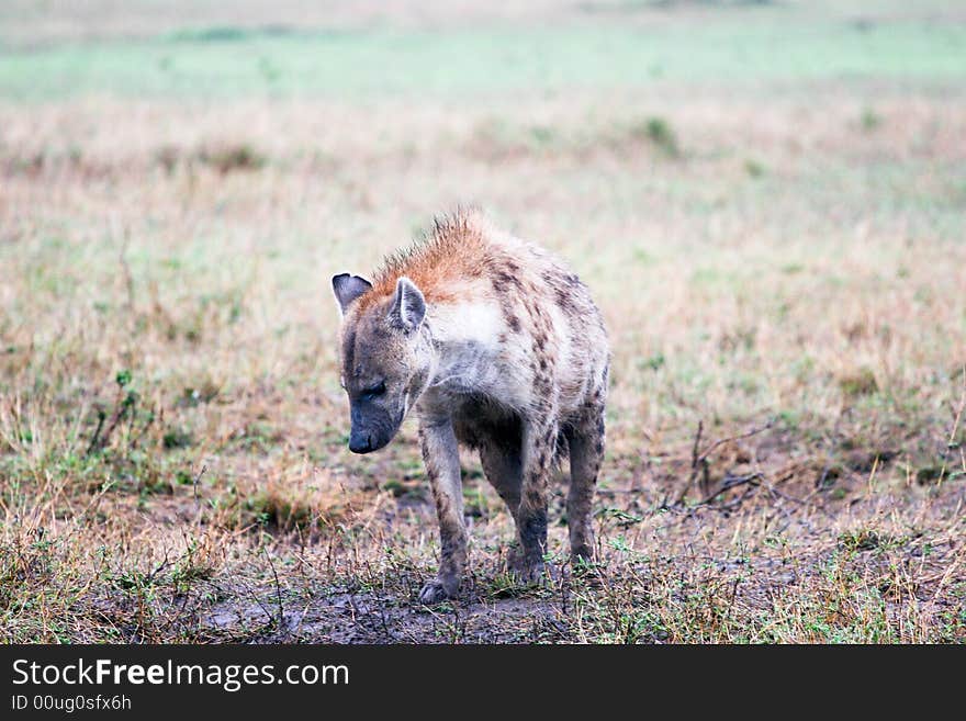 Hyena hunting