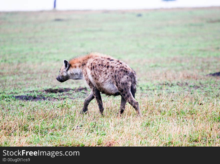 Hyena hunting