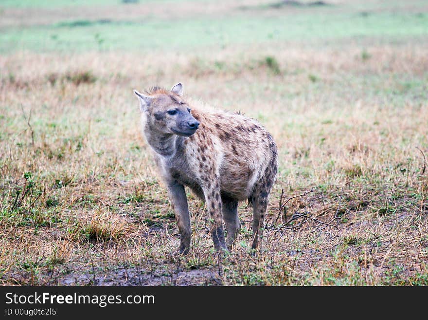 Hyena hunting