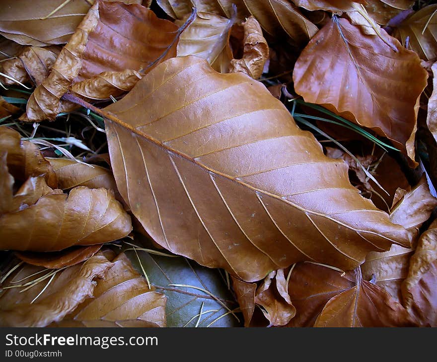 Fallen autumn leaves