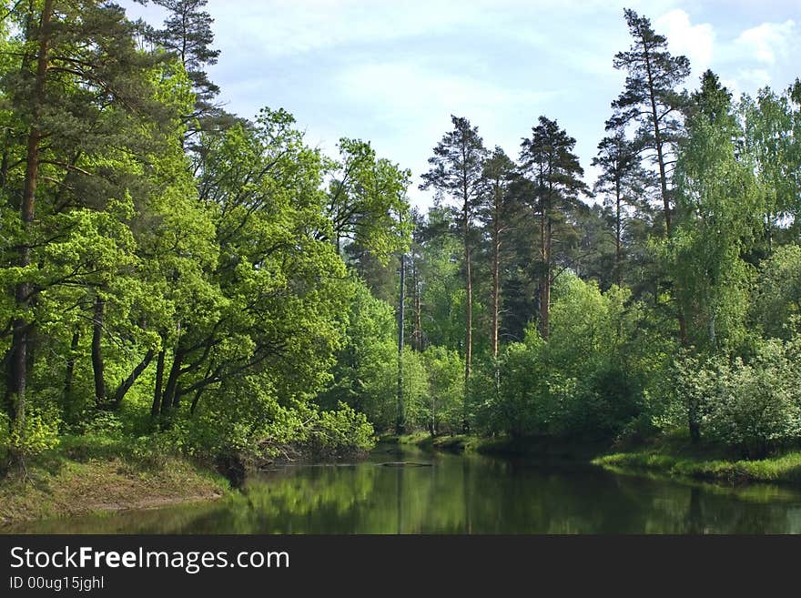 Forest lake in sunny day