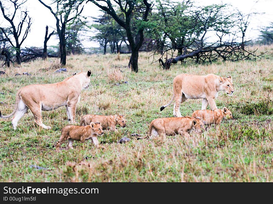 Lion hunting