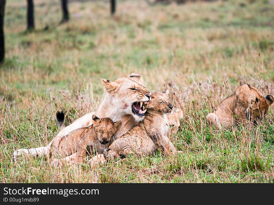 Lion and cubs