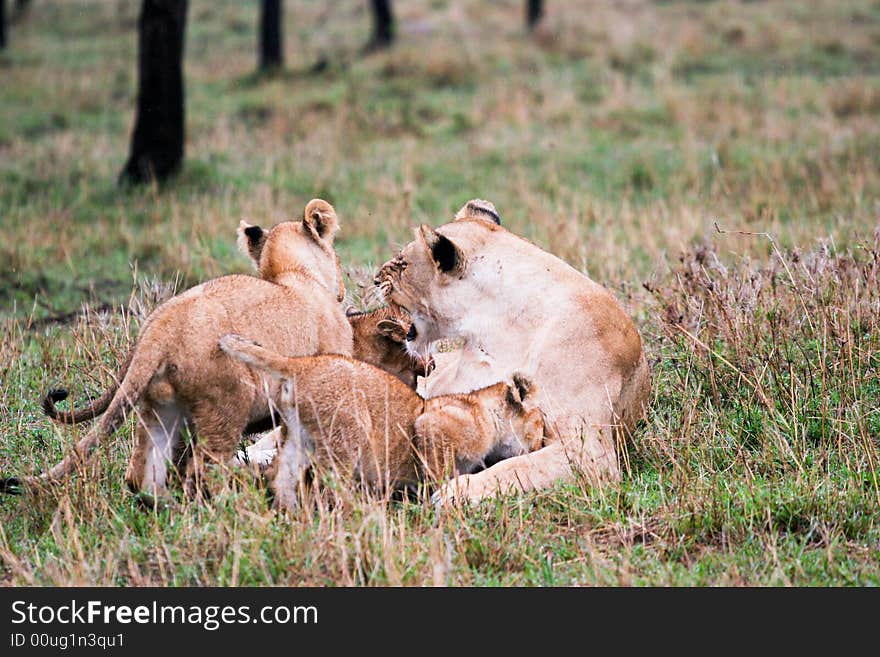 Lion and cubs