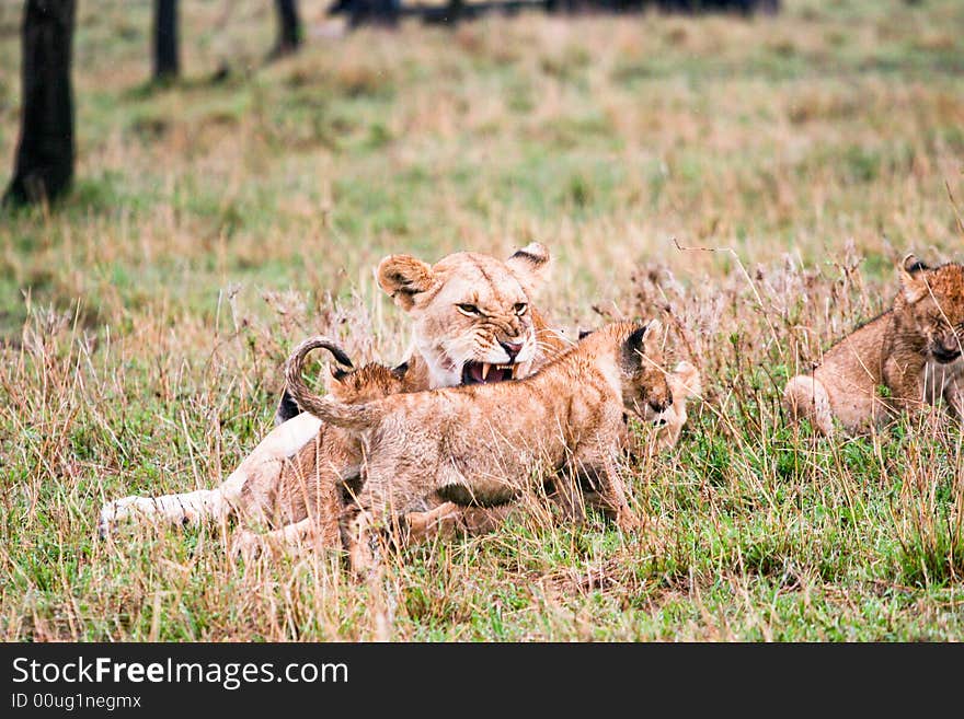 Lion and cubs