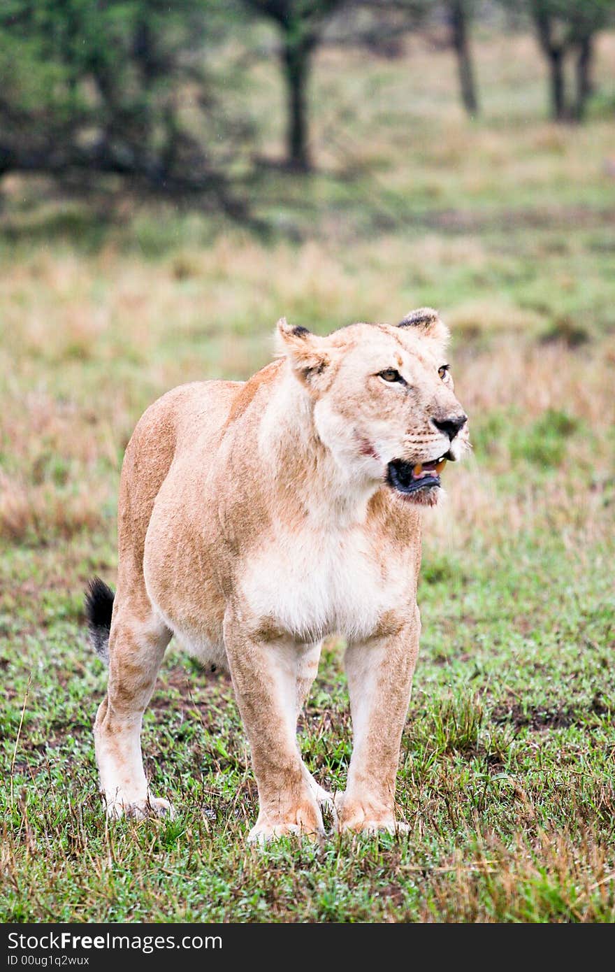 Lion hunting