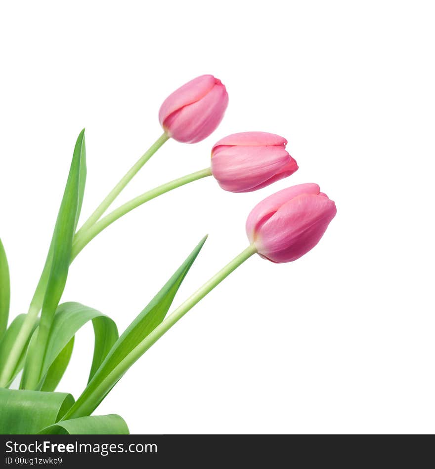 Tulips