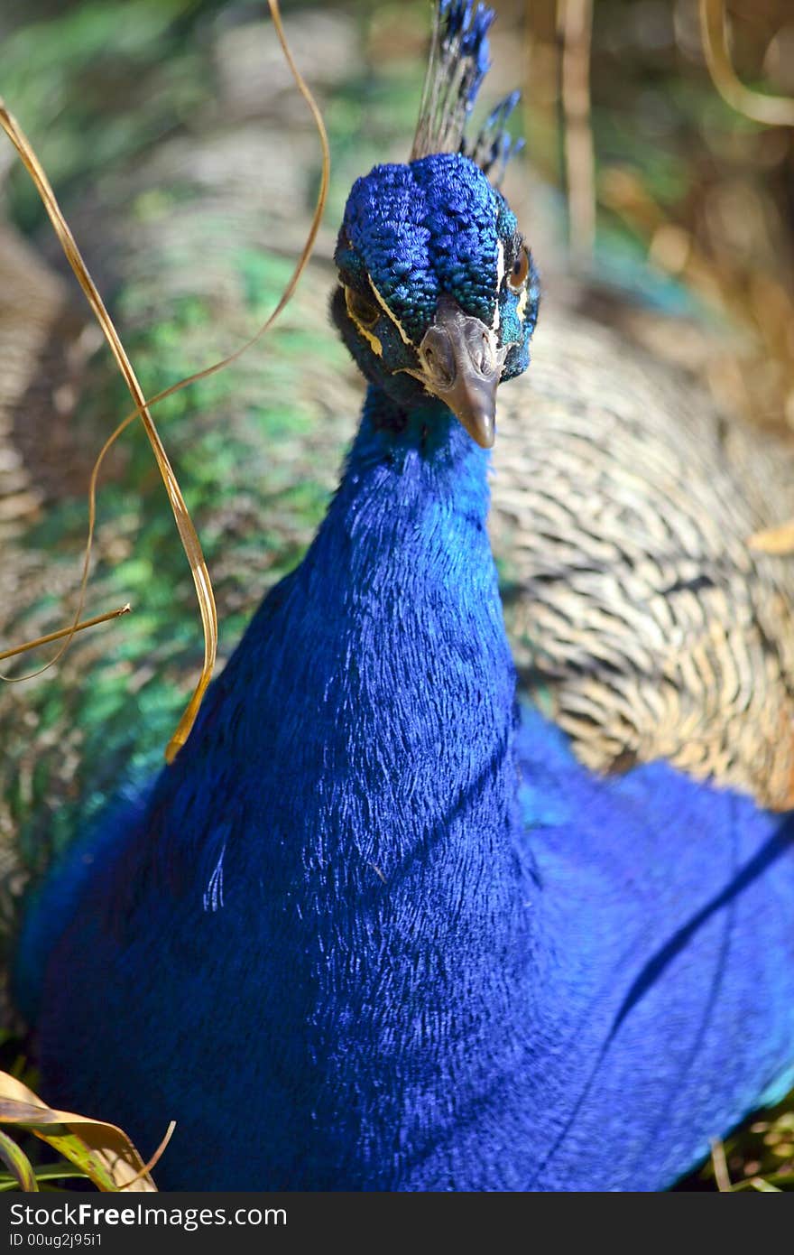 Proud peacock with brilliant colours, looking straight at the viewer