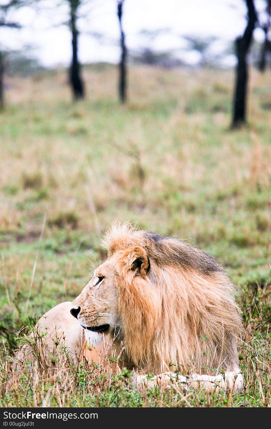 Lion at rest