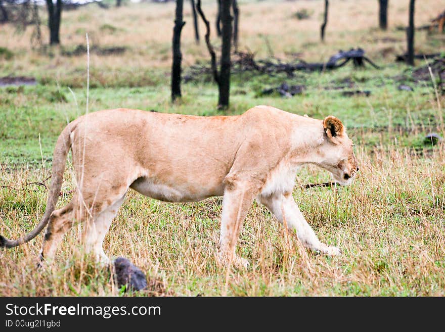 Lion walking