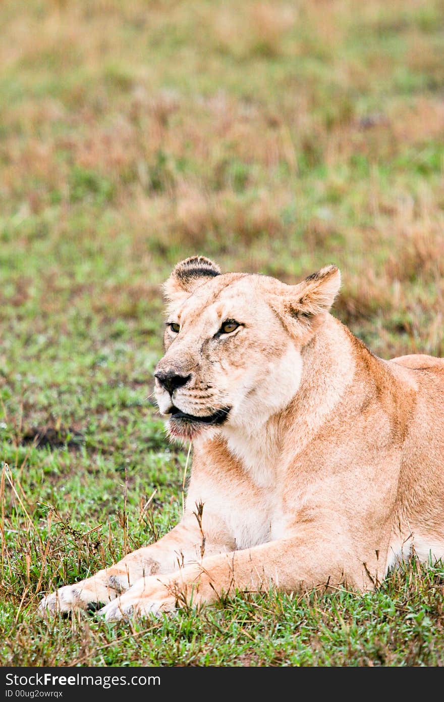 Lion at rest