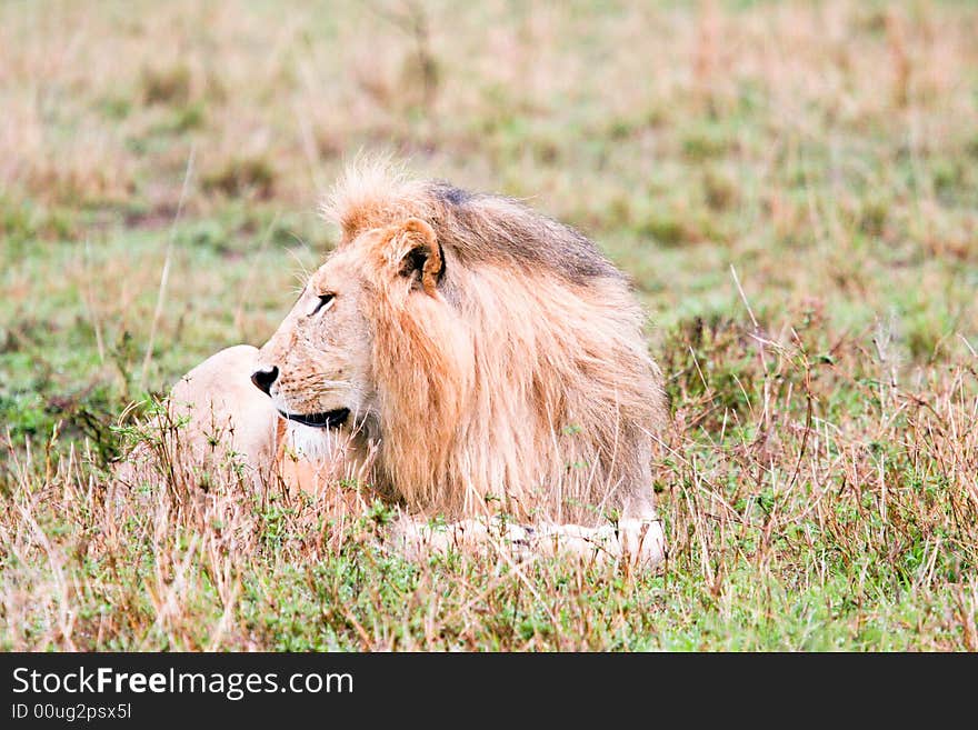 Lion at rest