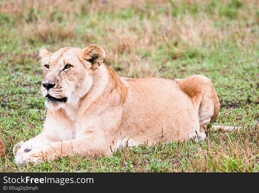 Lion at rest