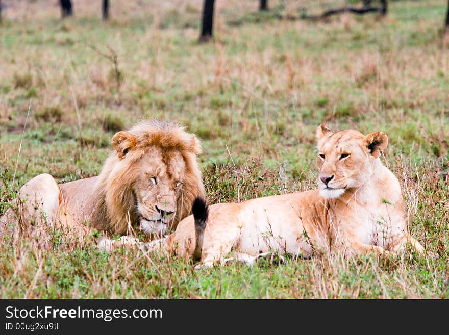 Lion Couple