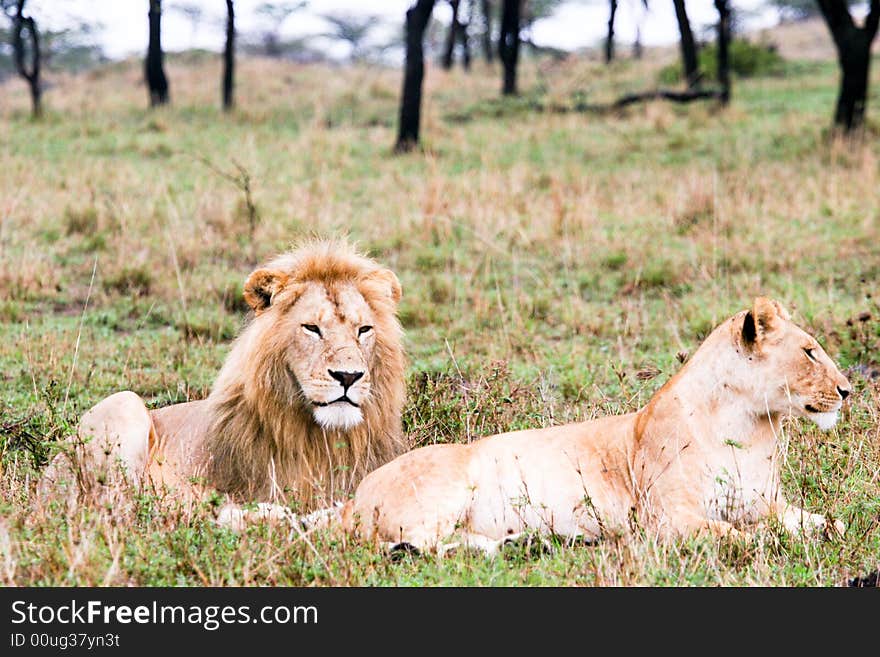 Lion Couple