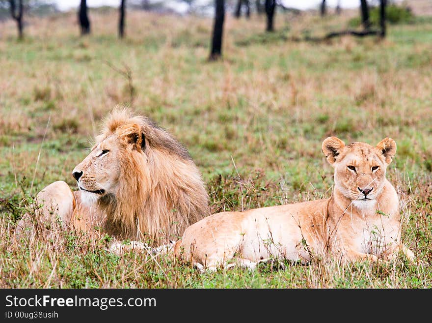 Lion Couple