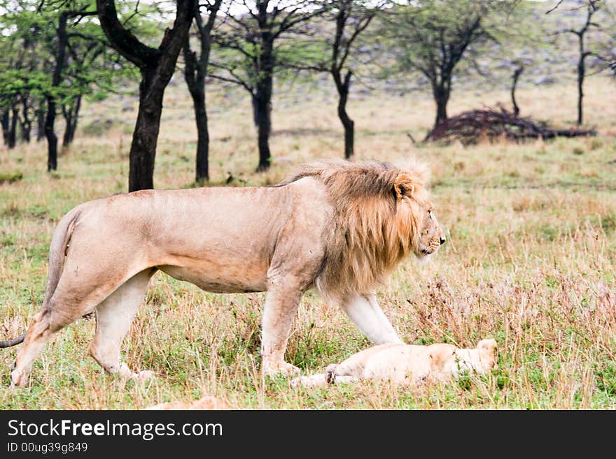 Lion walking