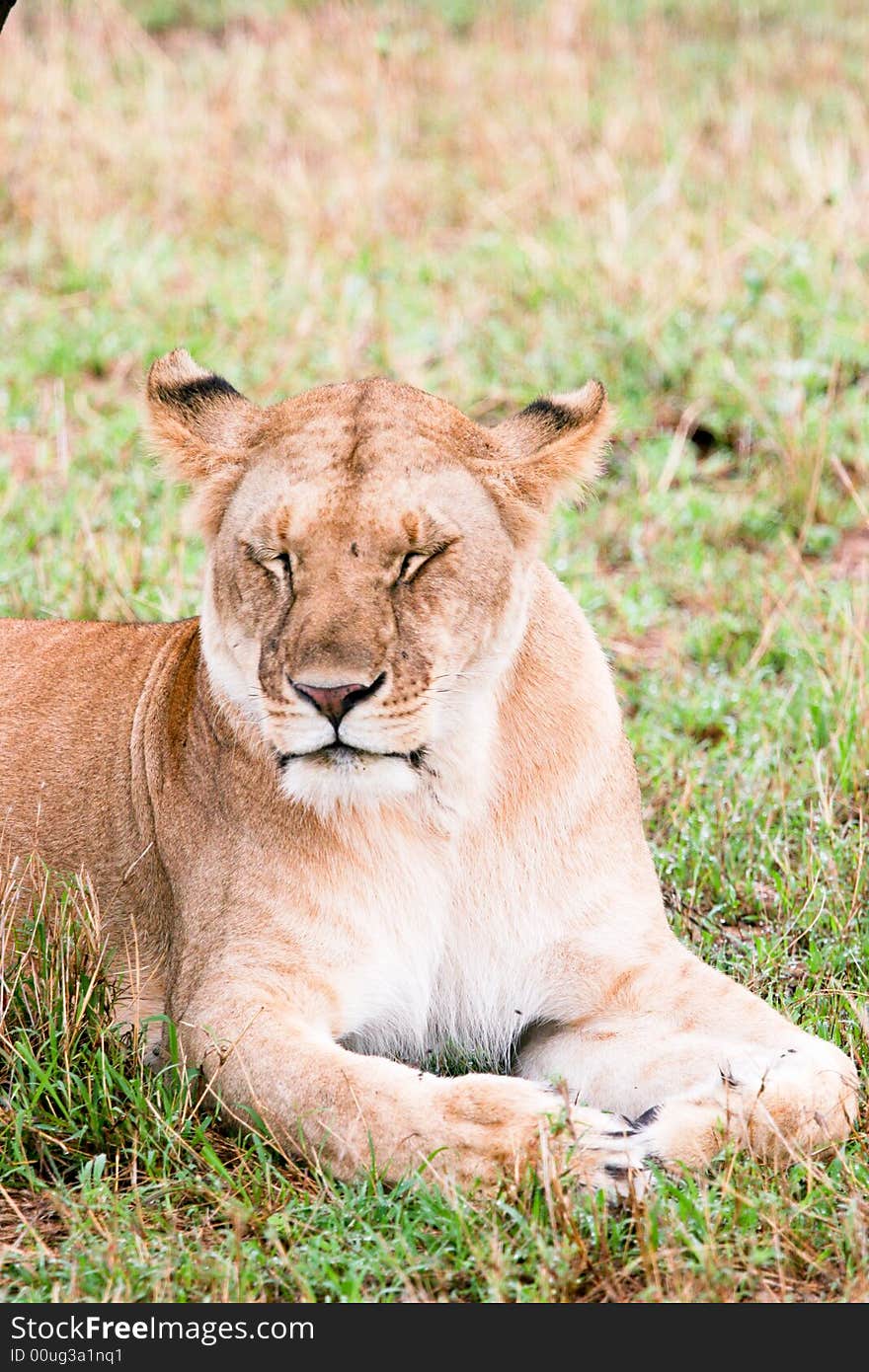 Lion at rest