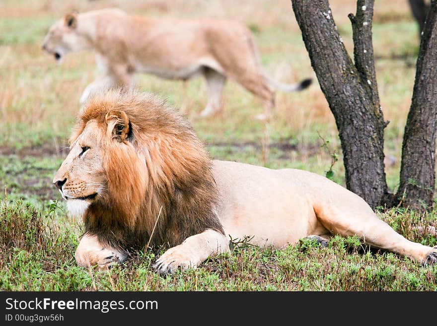 Lion at rest