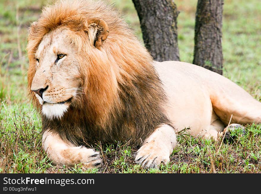 Lion at rest