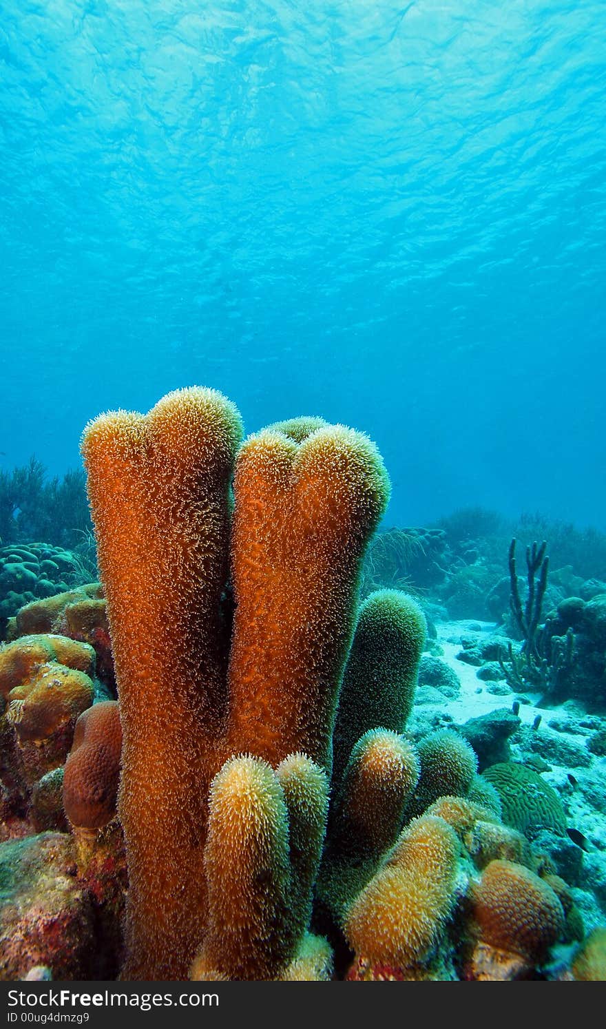 Pillar coral (dendrogya cylindrus)growing in the shallows of the coral reef