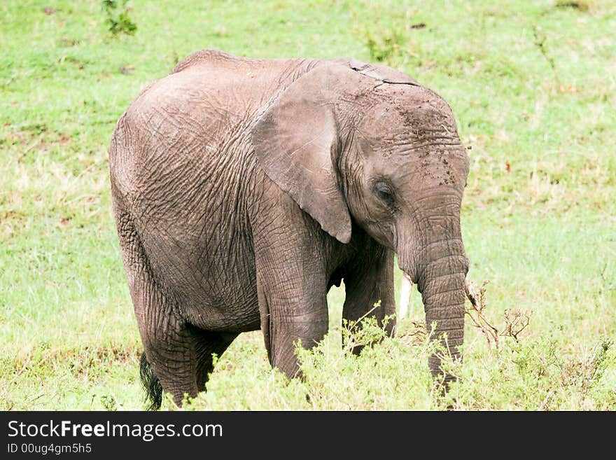 Elephant cub