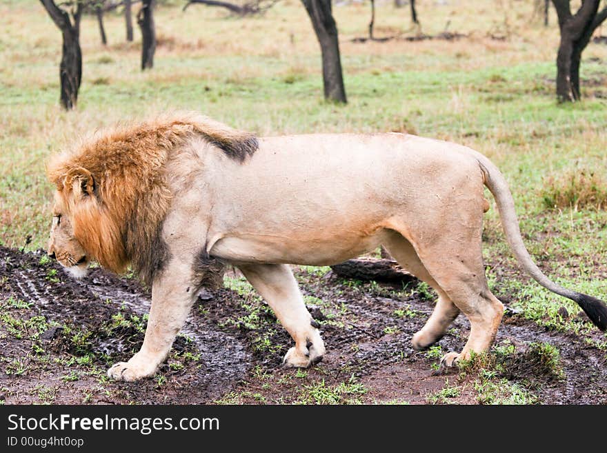 Lion walking