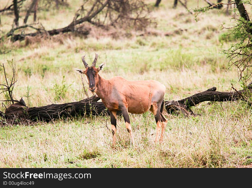 Antelope in the bush