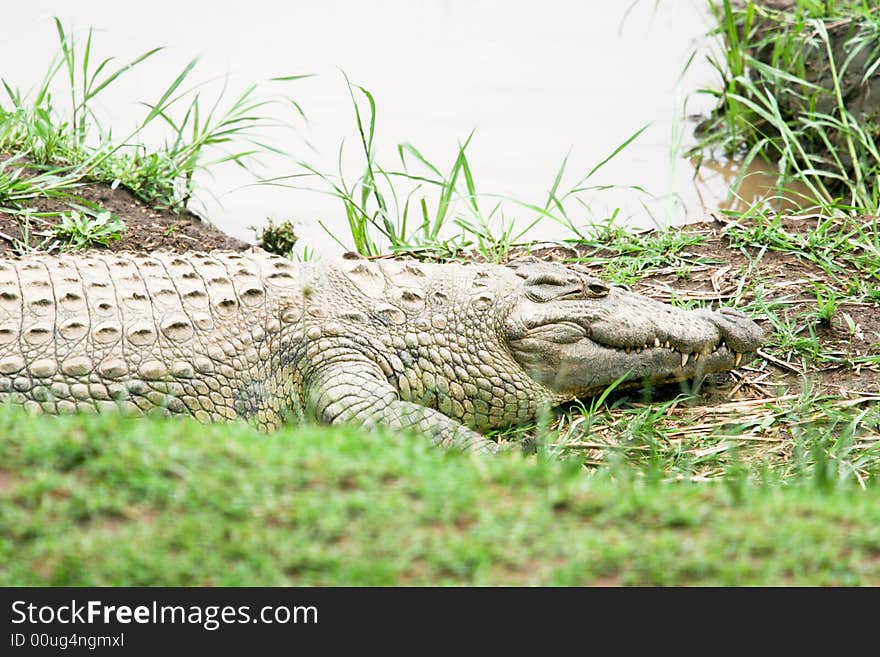 Crocodile near the river