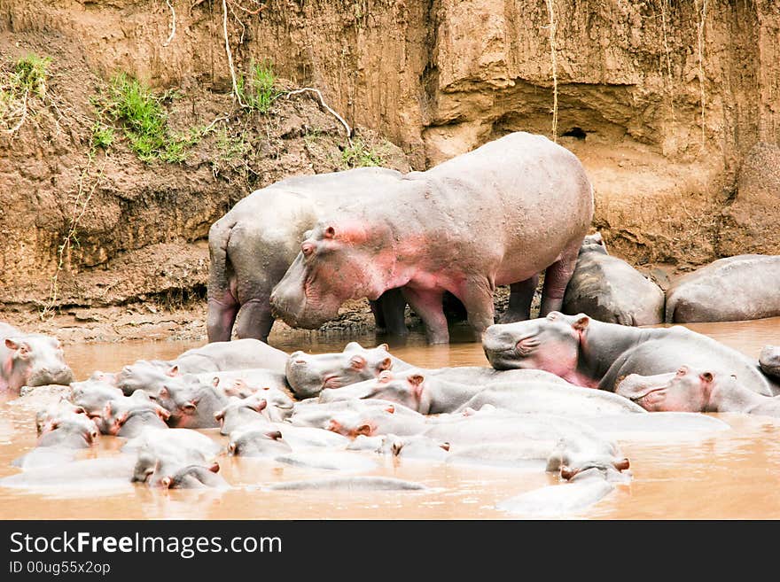 A group of hippoes resting in the river of the bush of the masai mara reserve. A group of hippoes resting in the river of the bush of the masai mara reserve