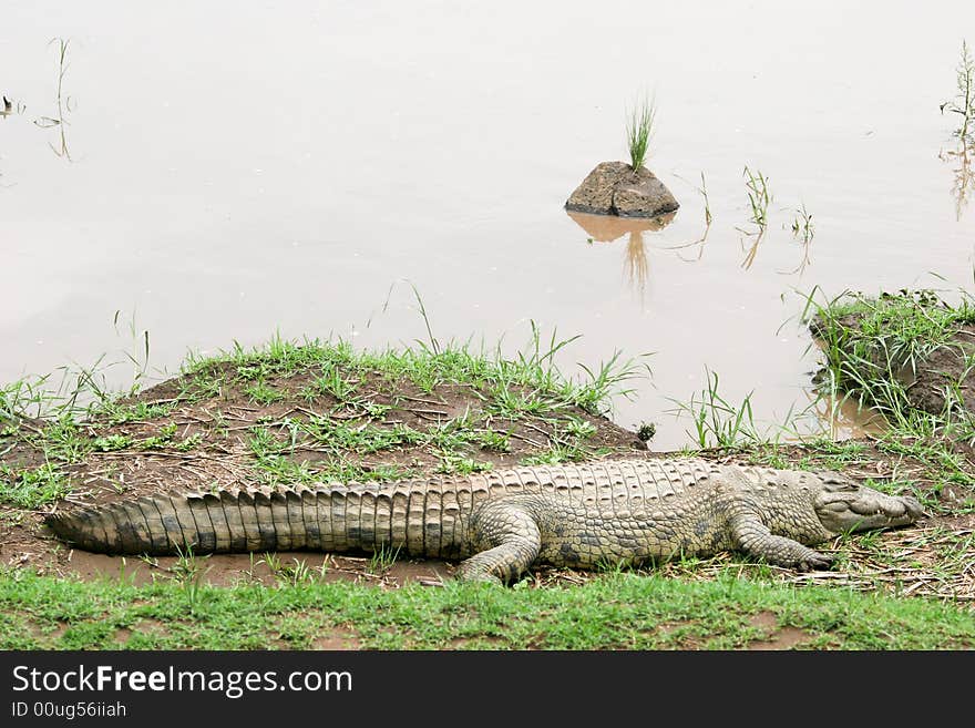 Crocodile near the river