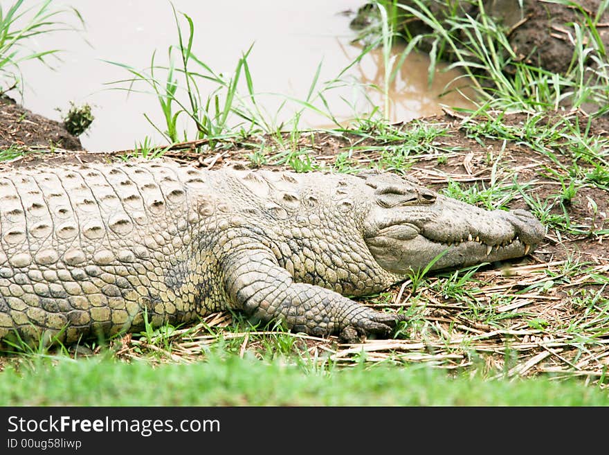 Crocodile near the river