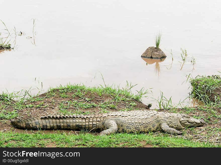 Crocodile near the river