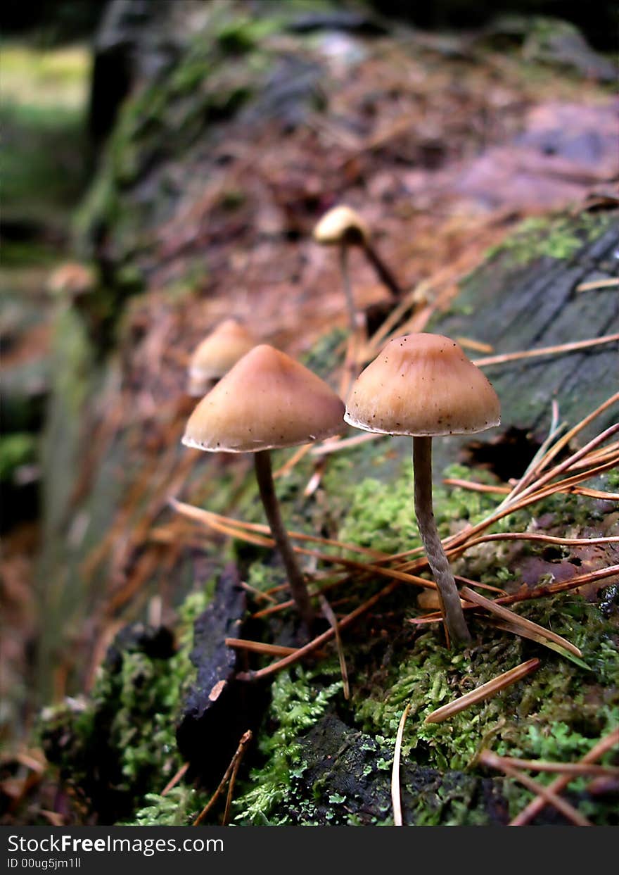 Fungi On Log