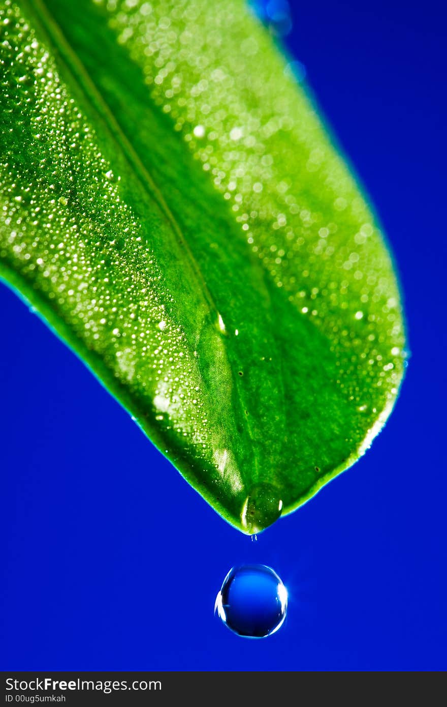 Green leaf close up on a dark blue background. Green leaf close up on a dark blue background