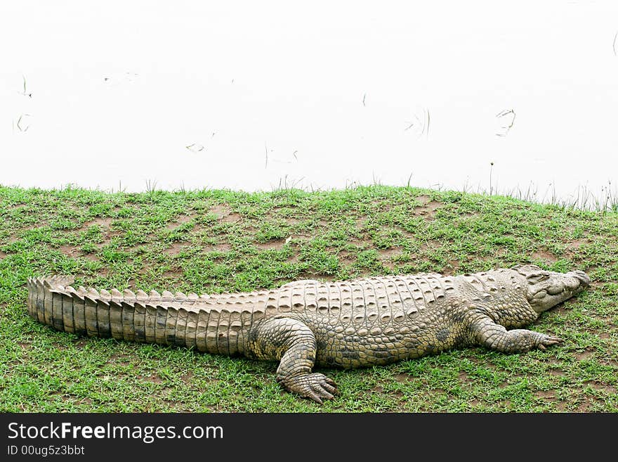 Crocodile near the river