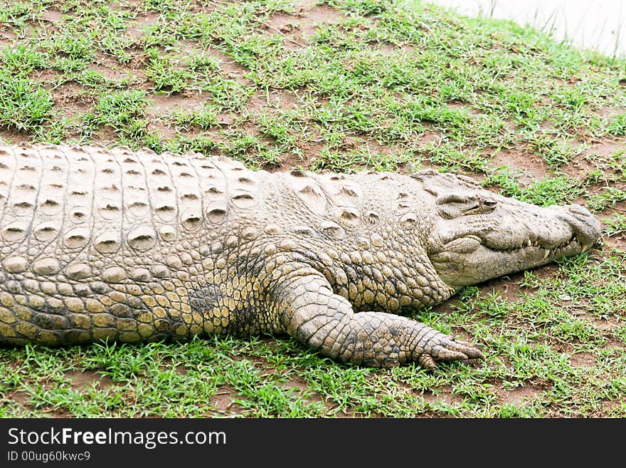 Crocodile near the river