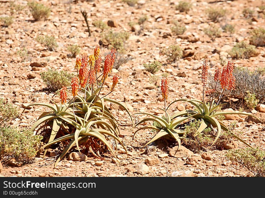 Wild aloe vera