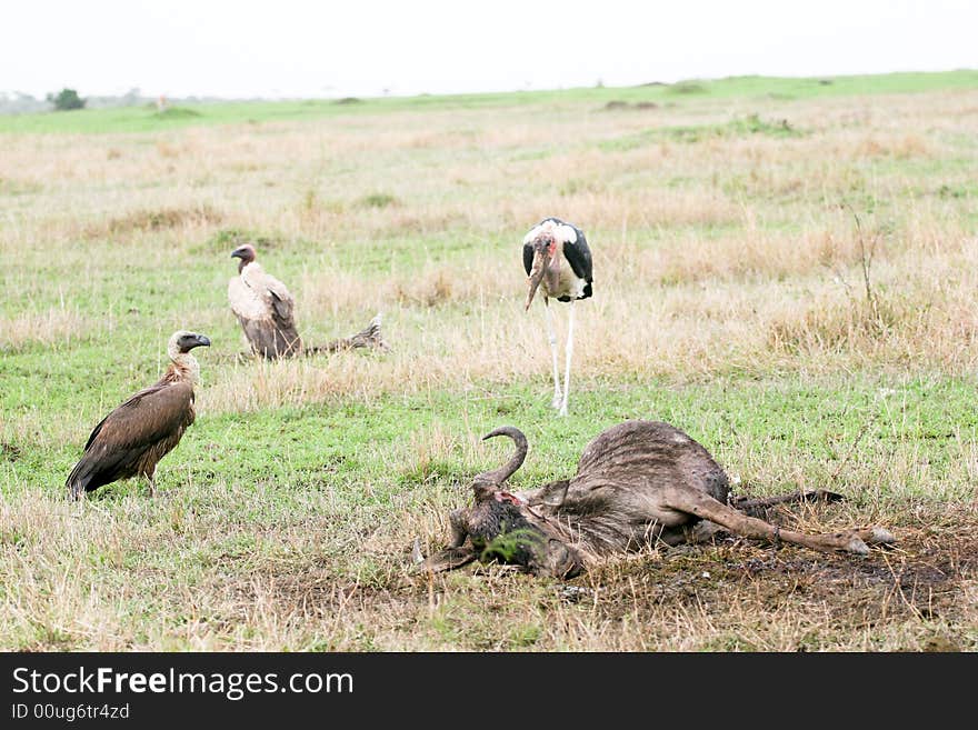 Birds in the bush