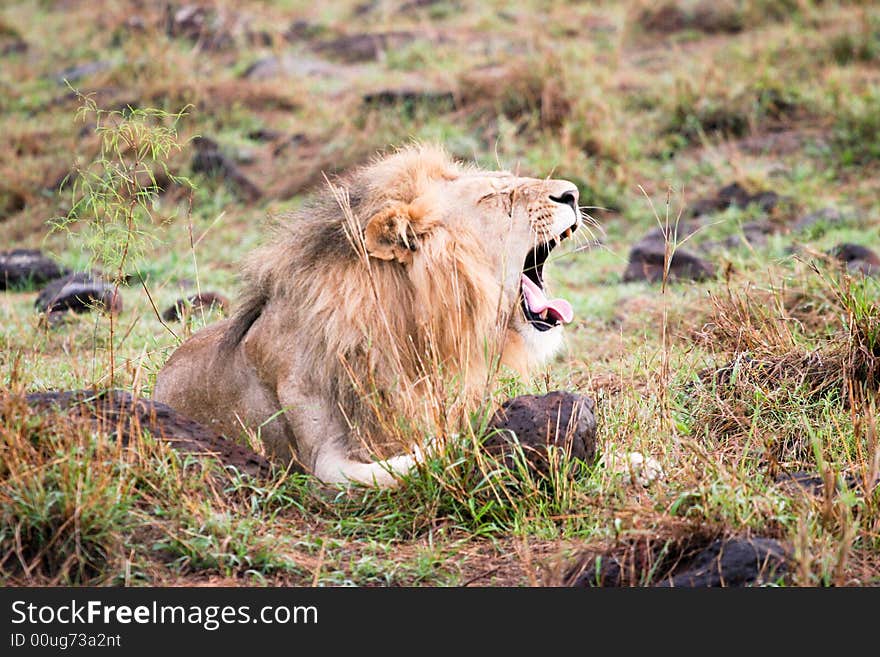 A lion just wakan up in the masa mara reserve early in the morning. A lion just wakan up in the masa mara reserve early in the morning